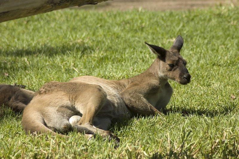 zoo_55 [800x600].jpg